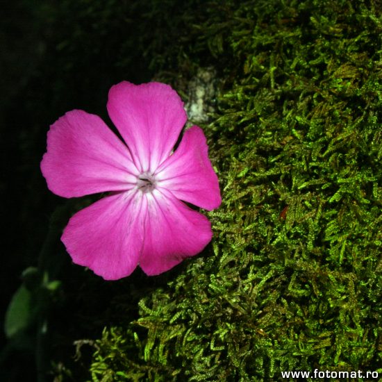macrofotografie cu floare roșie