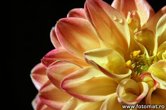 macrofotografie floral