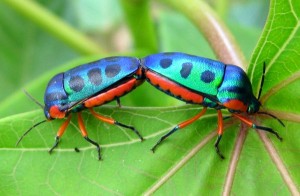 mda... gandacimea nu doarme bugs