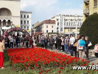 freelancer seo timisoara